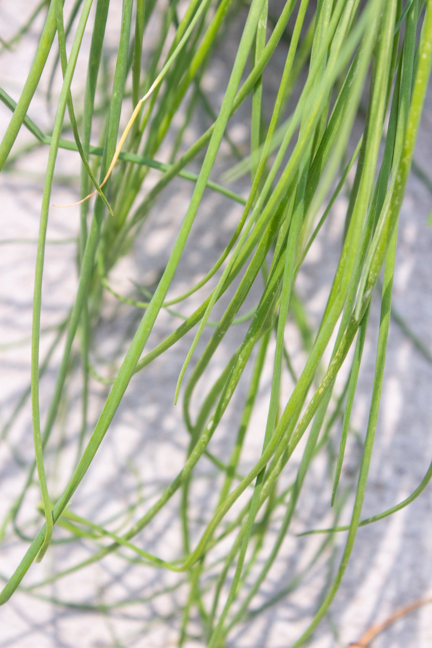 Chives