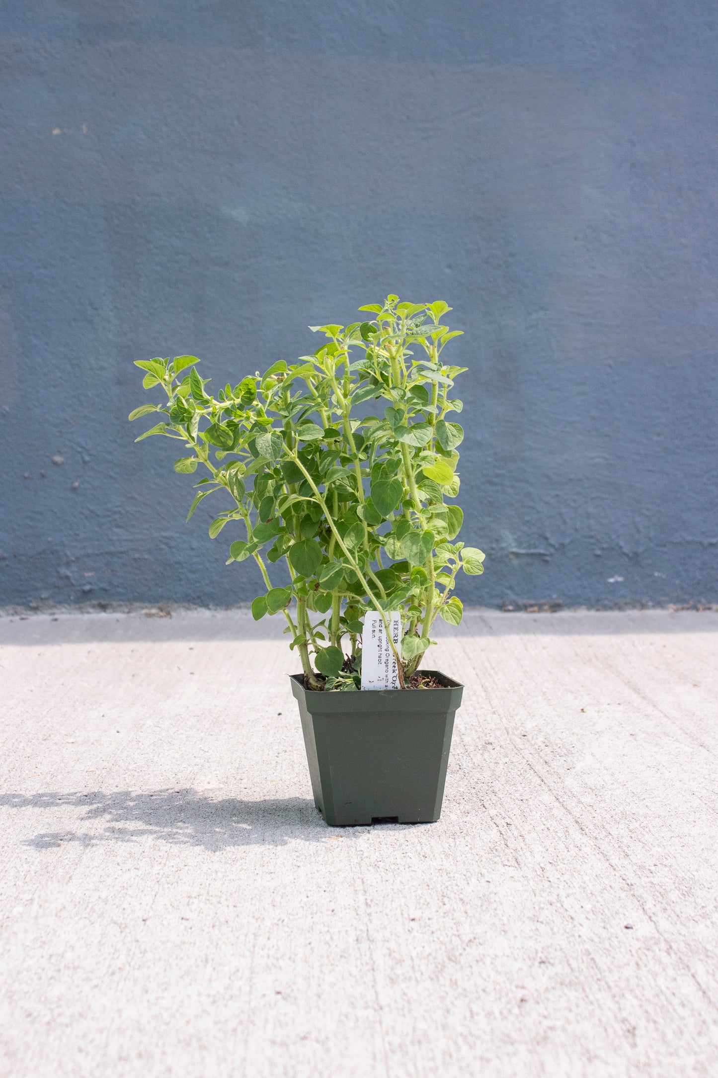 Oregano