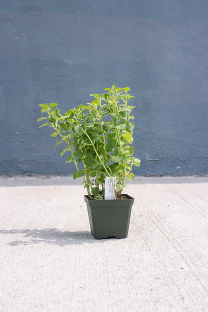Oregano