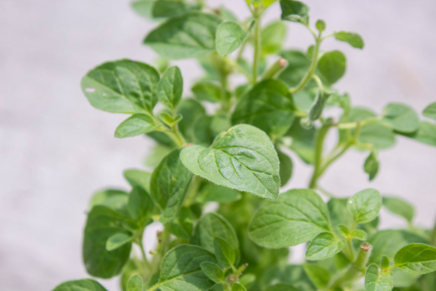 Oregano