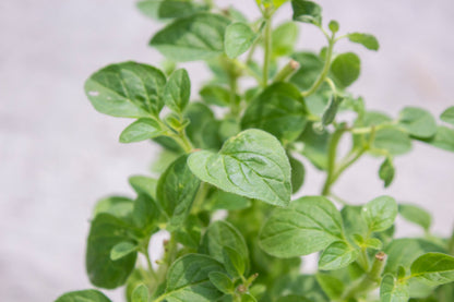 Oregano