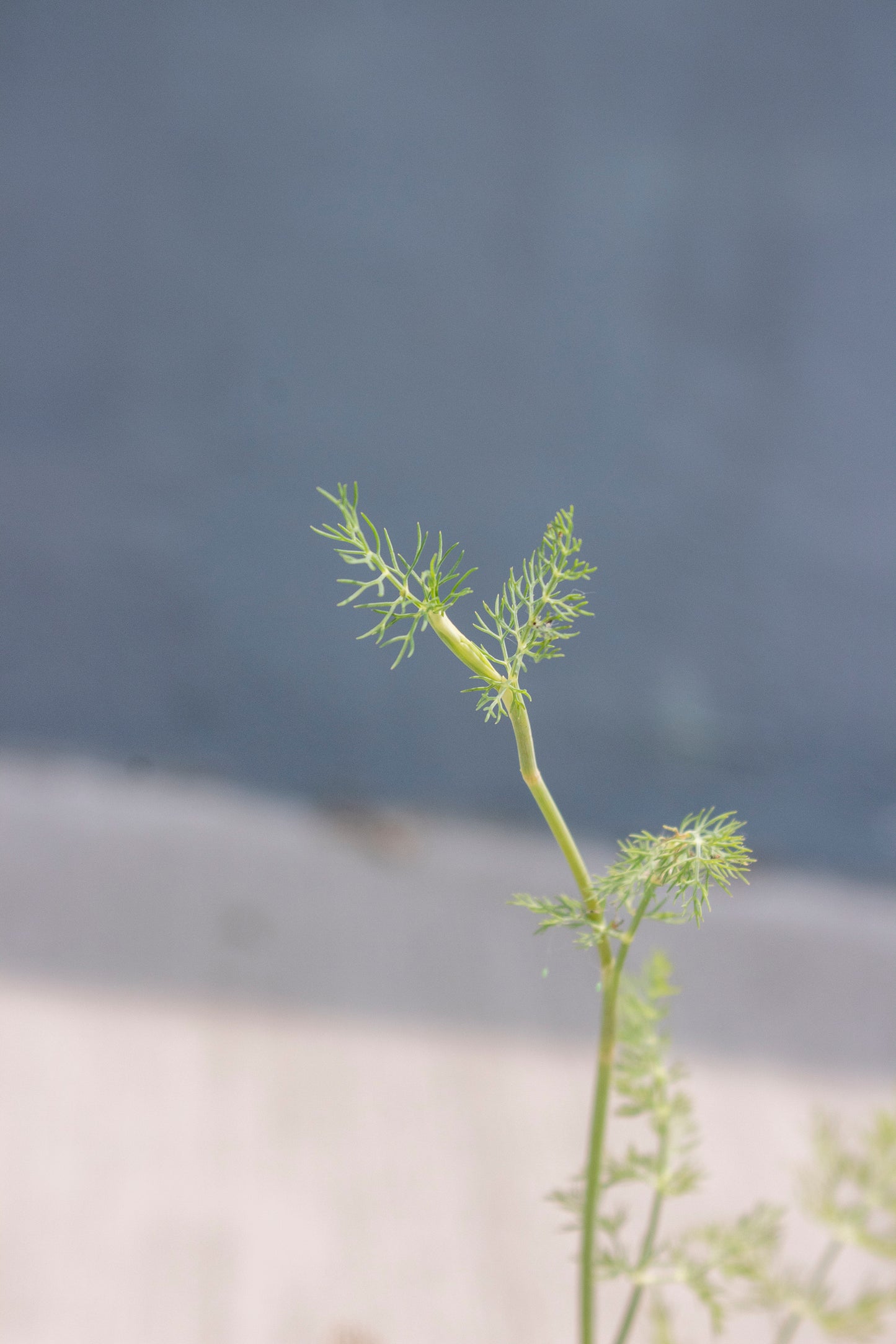 Dill