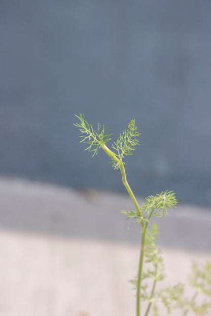 Dill