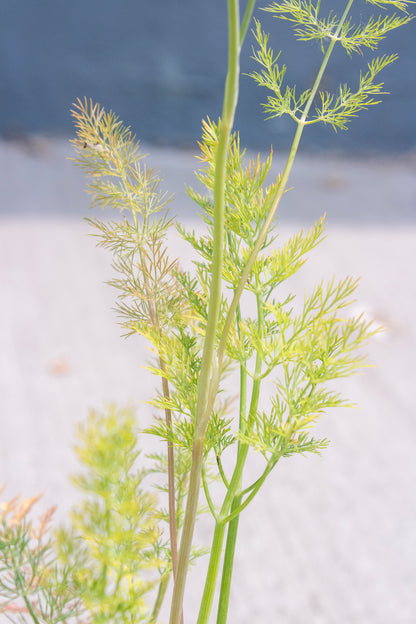 Dill