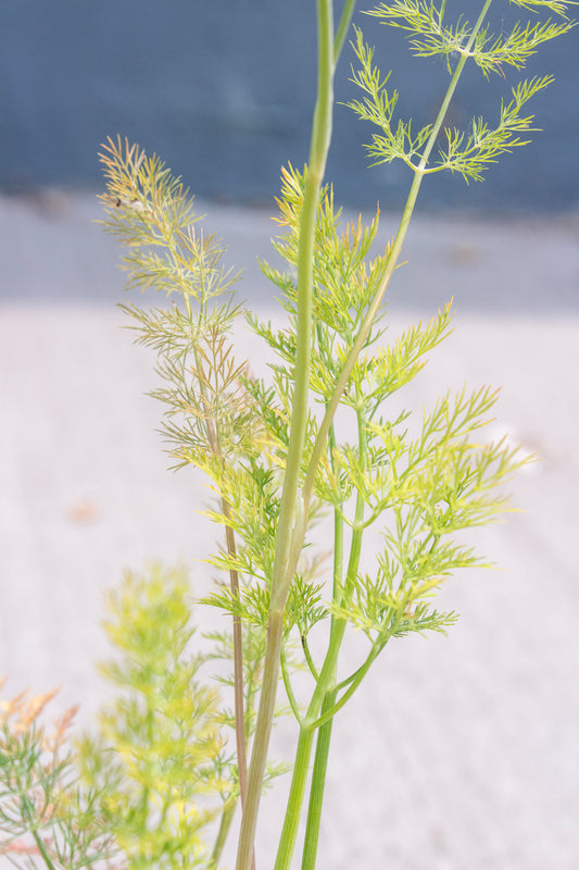 Dill