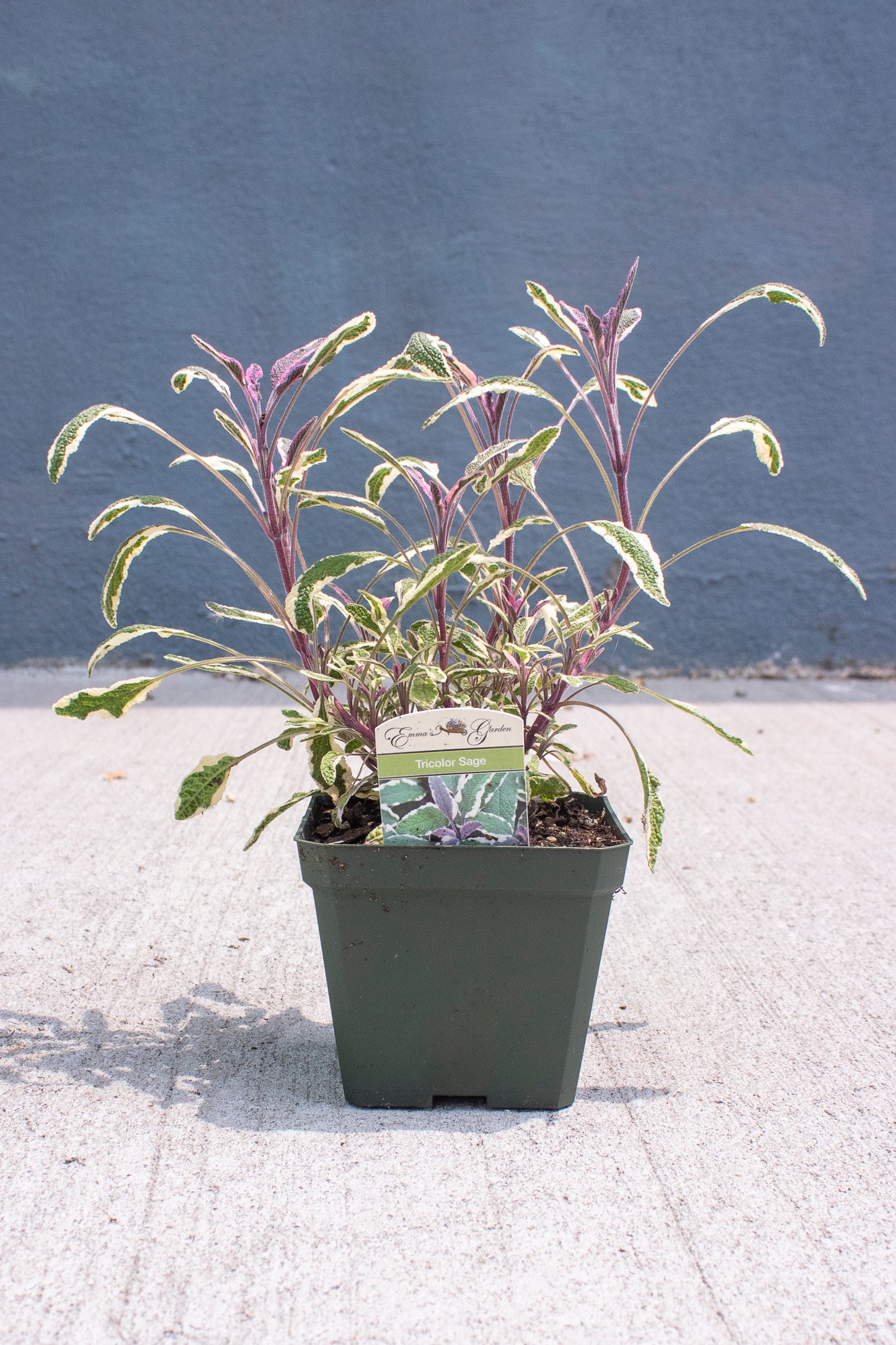 Tricolor Sage