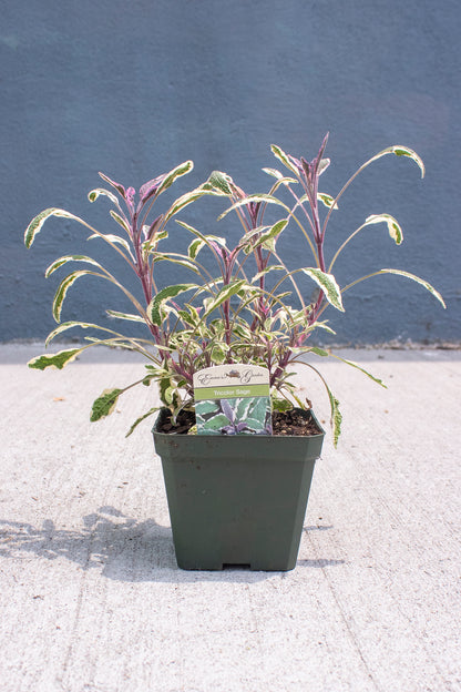 Tricolor Sage