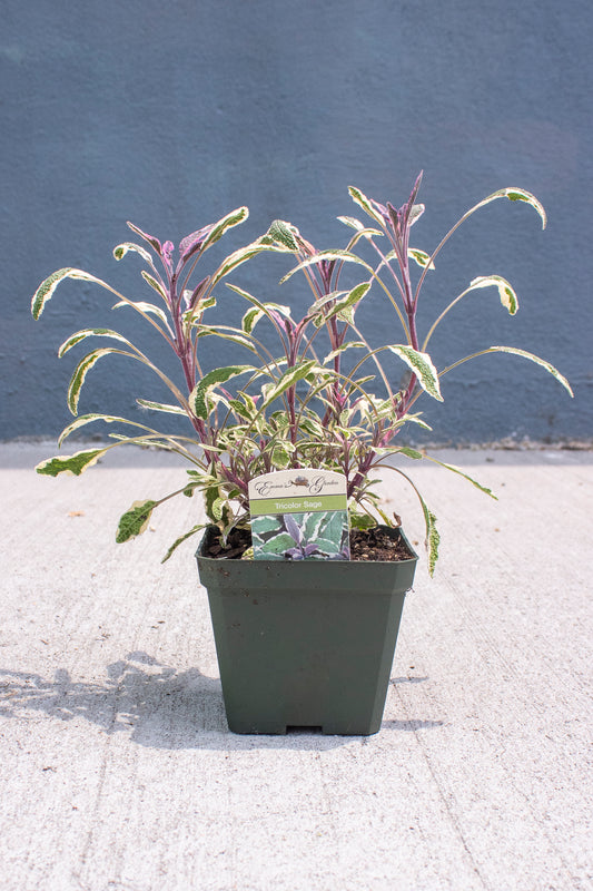 Tricolor Sage