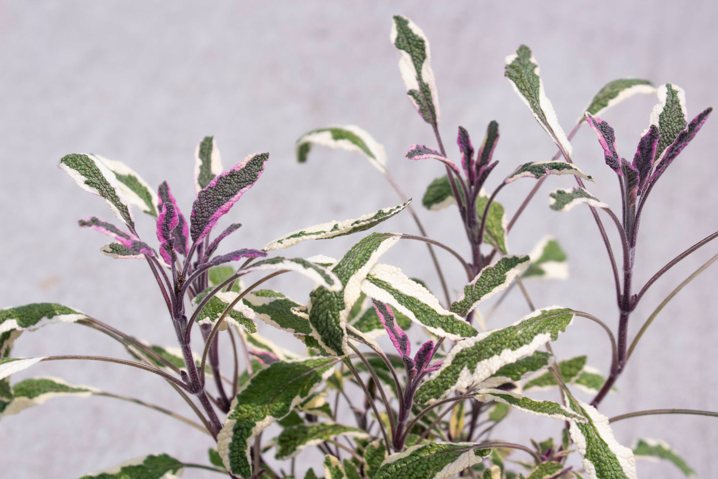 Tricolor Sage