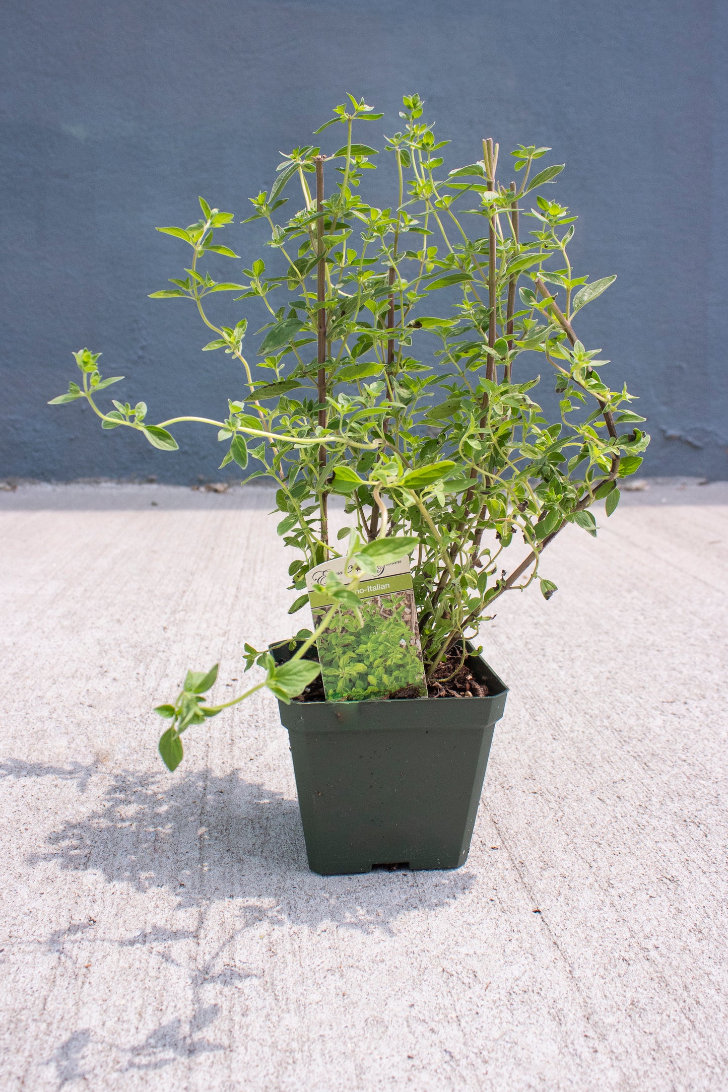 Oregano