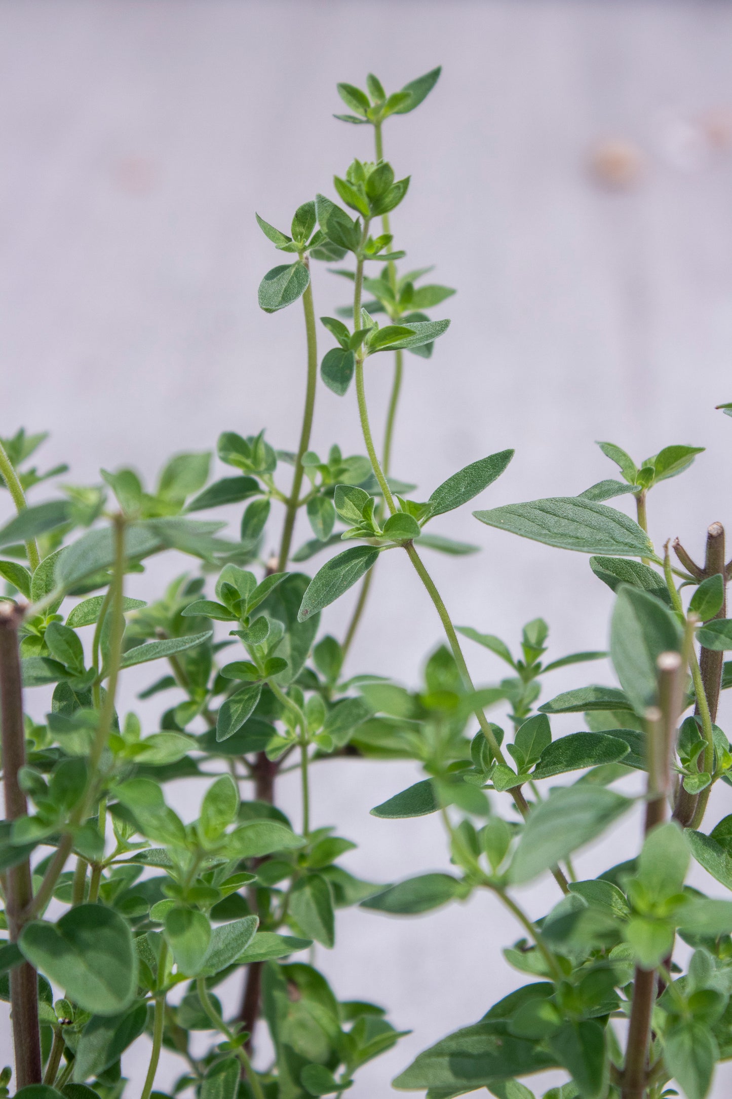 Oregano