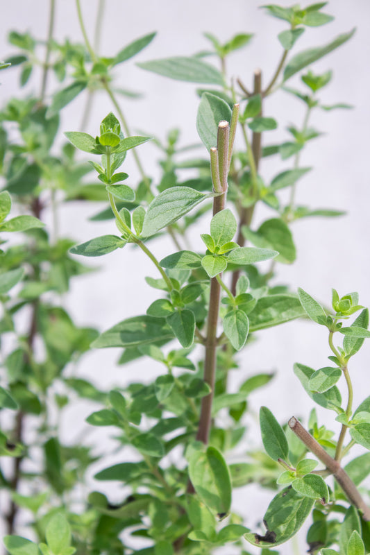 Oregano