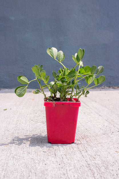 Peanut Plant