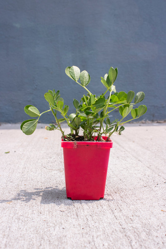 Peanut Plant
