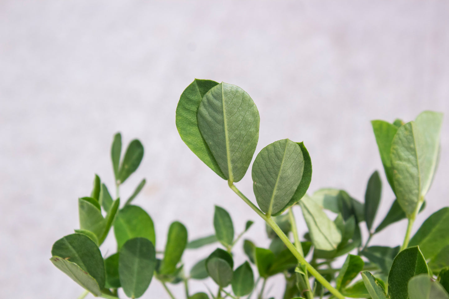 Peanut Plant