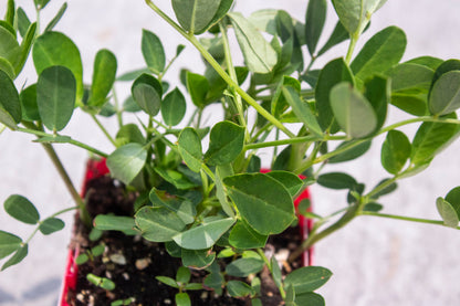 Peanut Plant