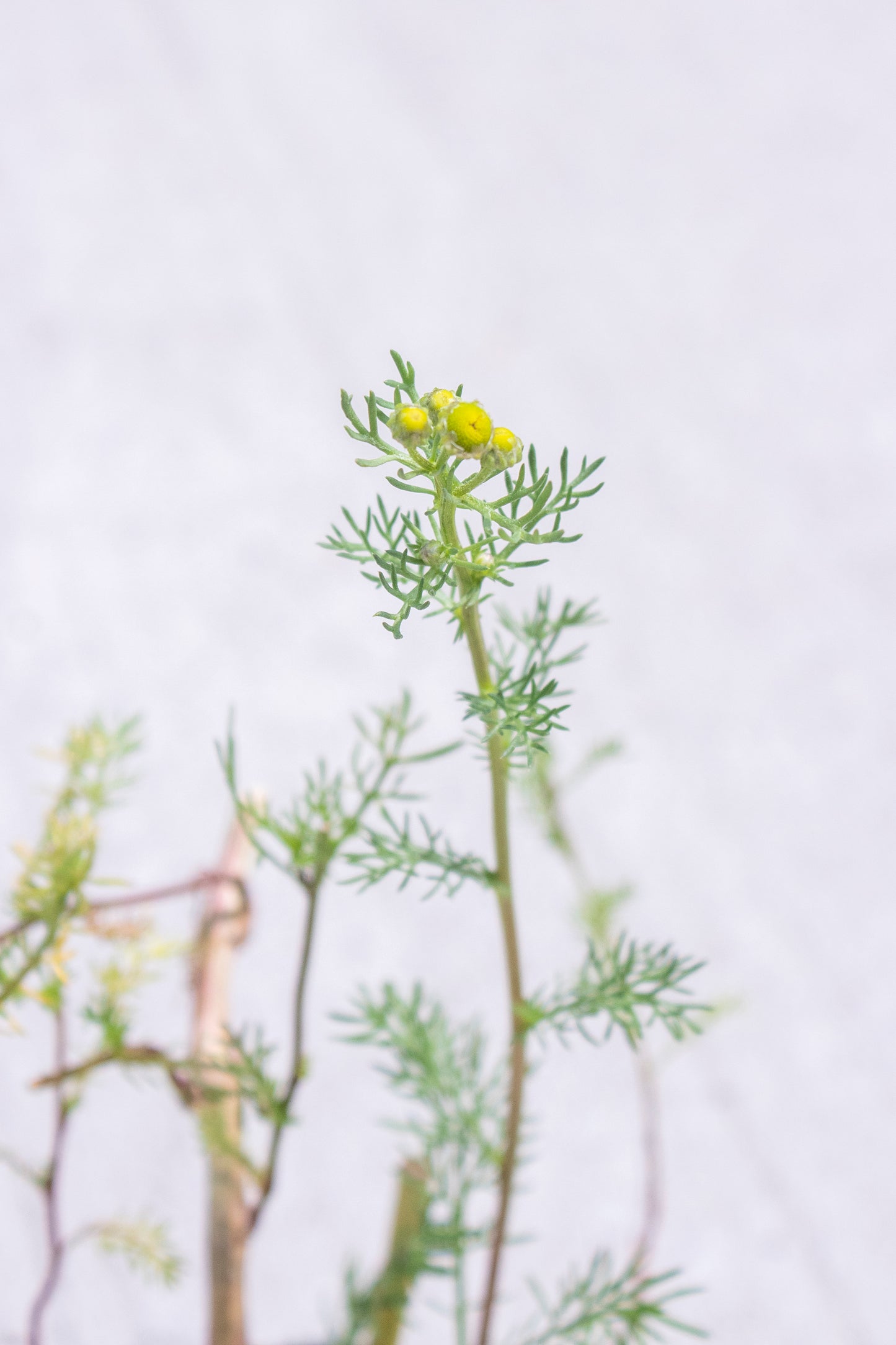 Common Chamomile
