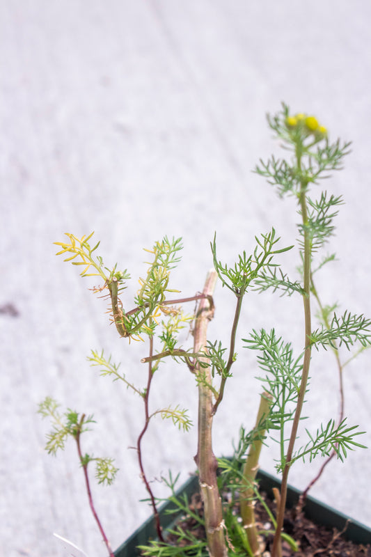 Common Chamomile