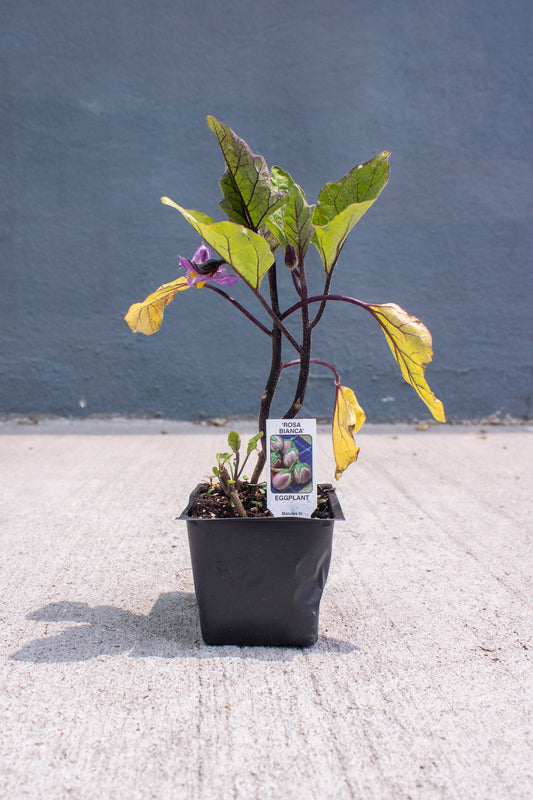 Eggplant