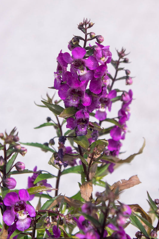Angelonia