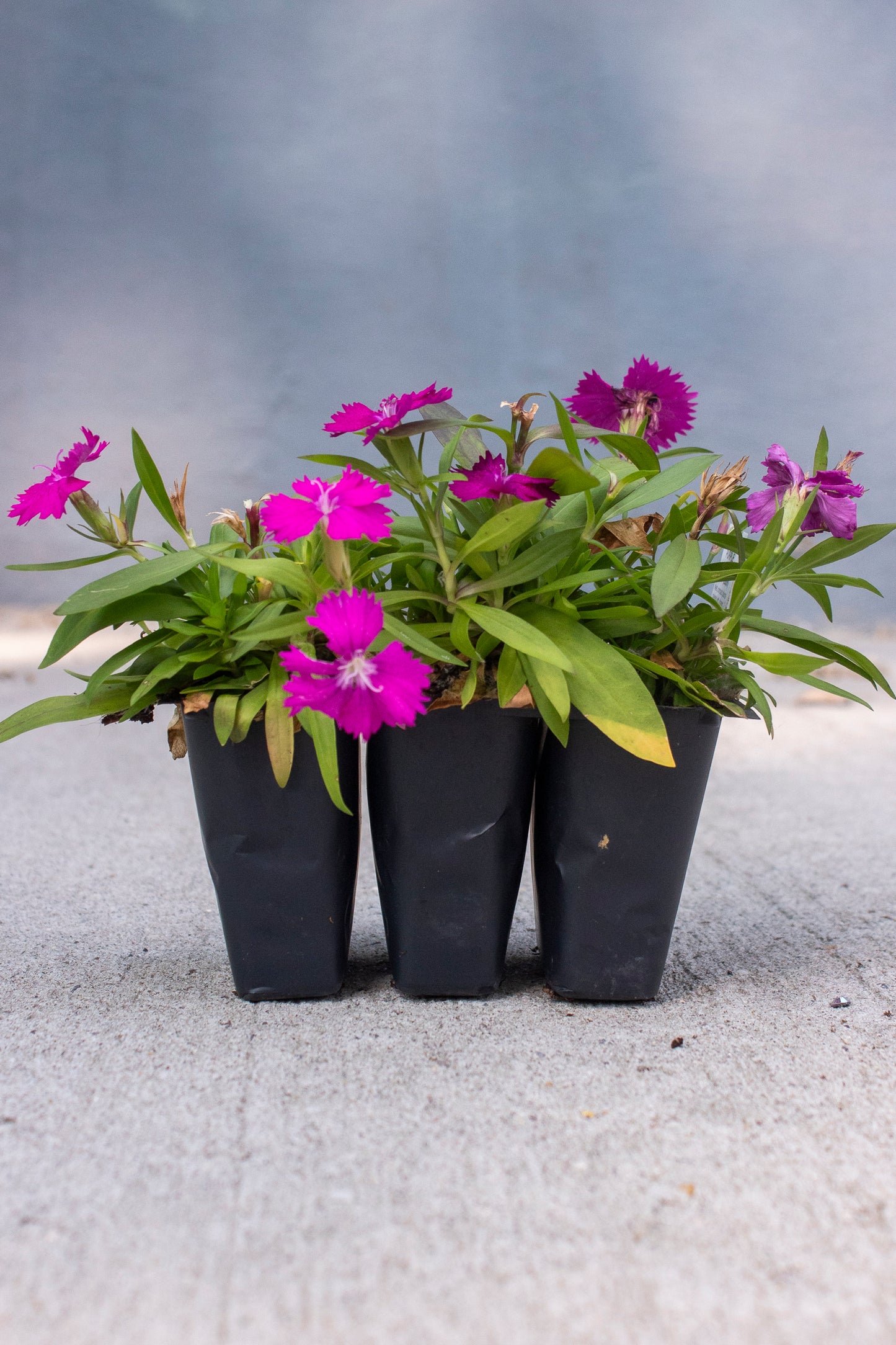 Dianthus