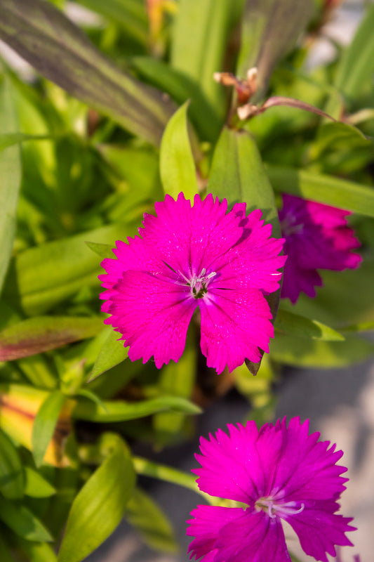 Dianthus