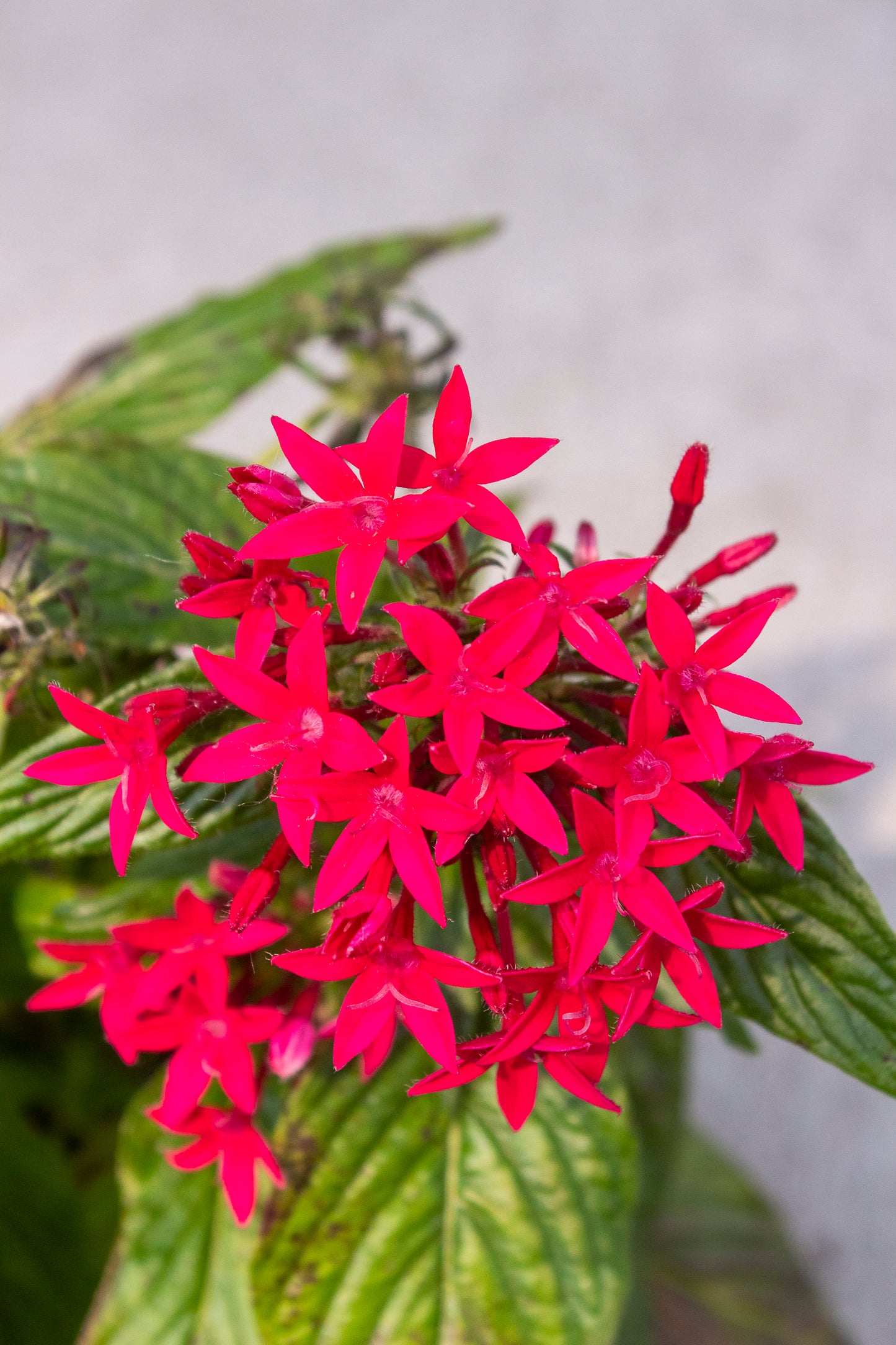 Pentas