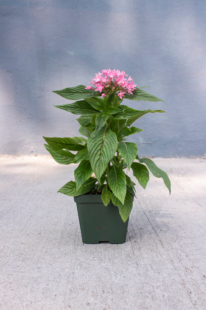 Pentas