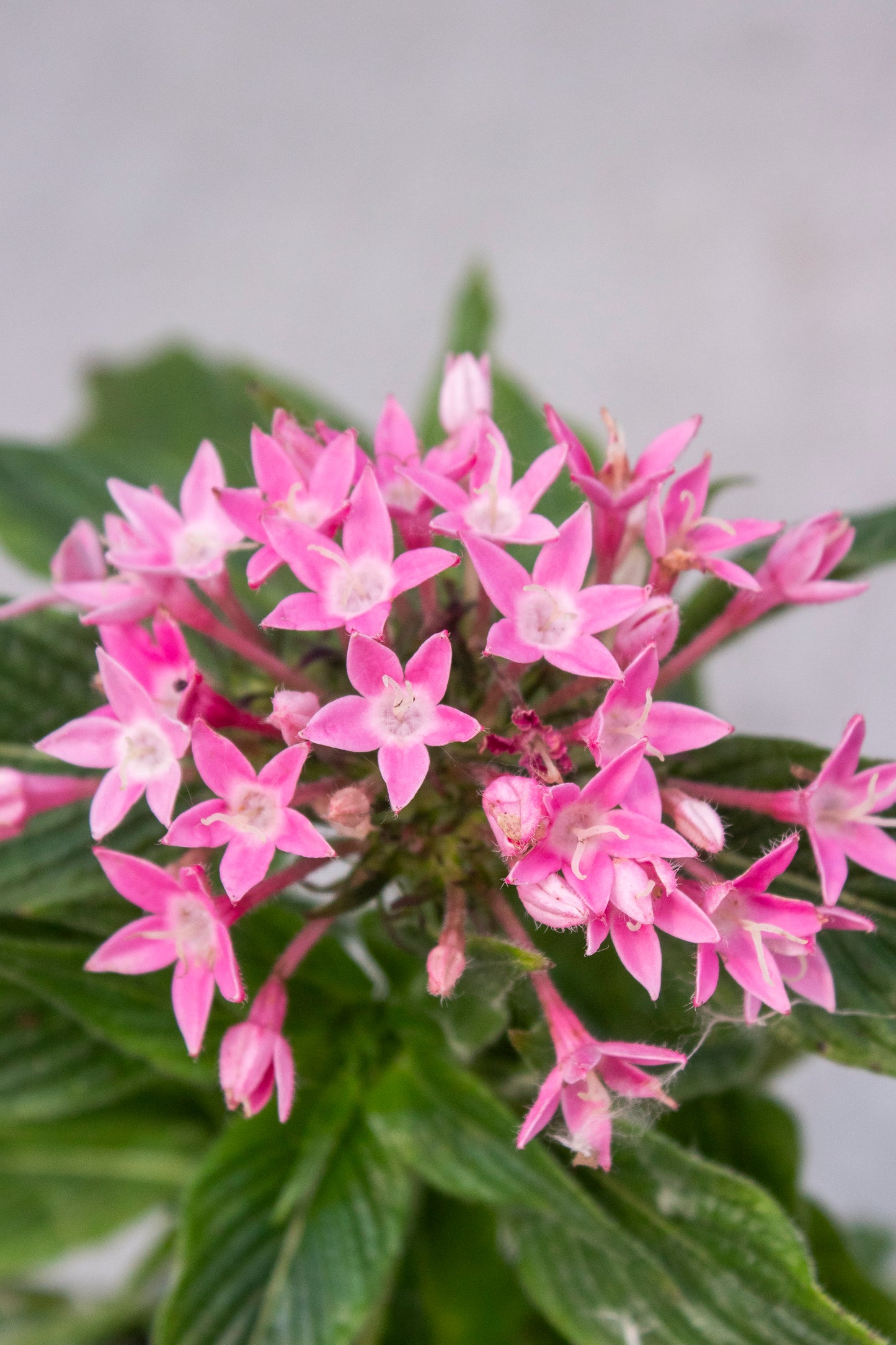 Pentas