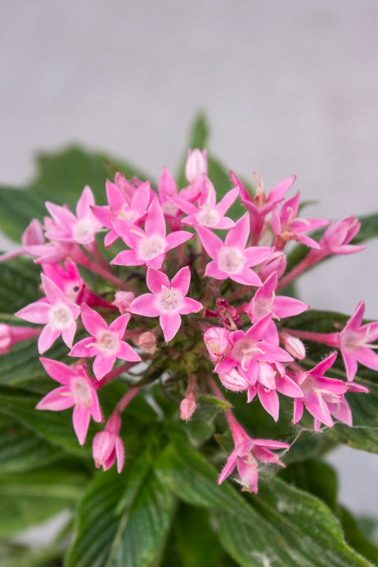 Pentas