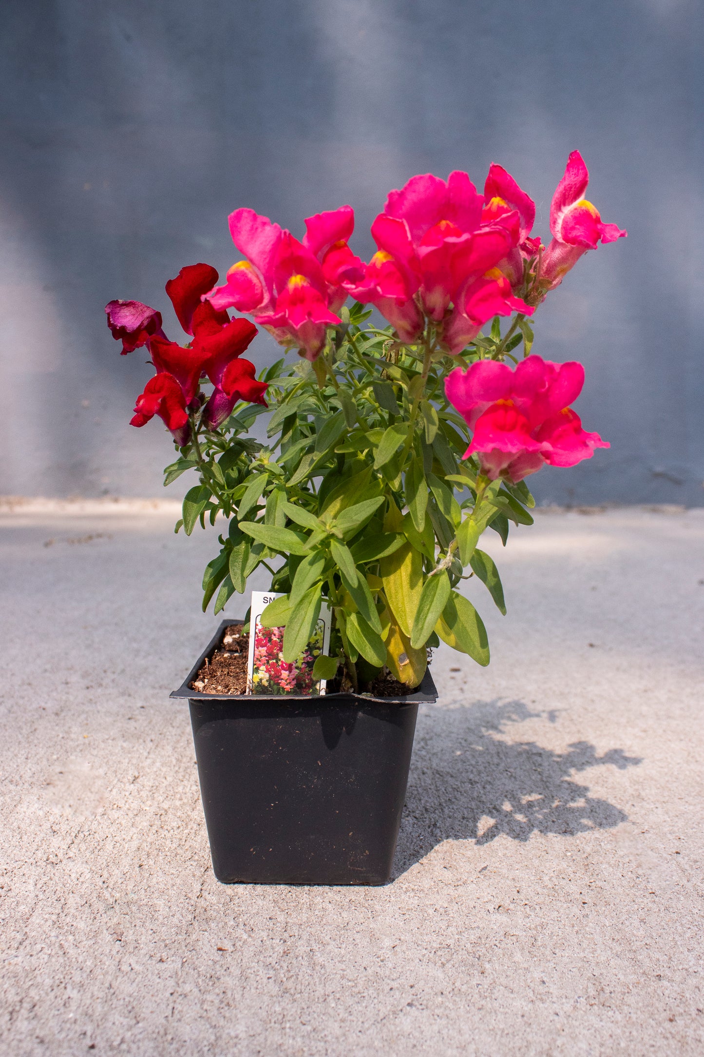 Snapdragon