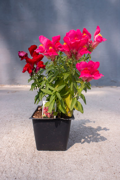 Snapdragon