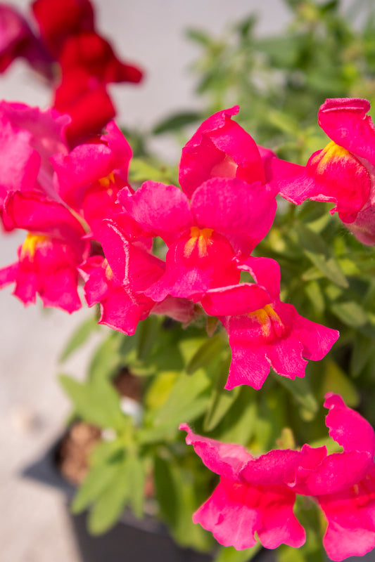 Snapdragon