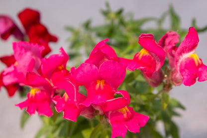 Snapdragon