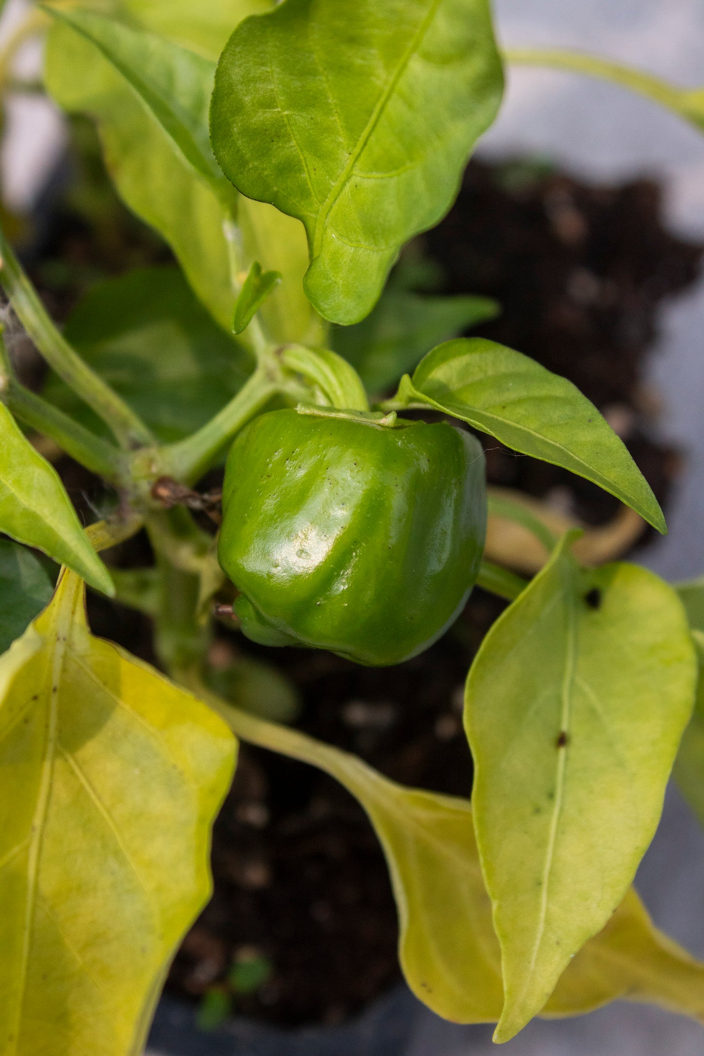Pepper