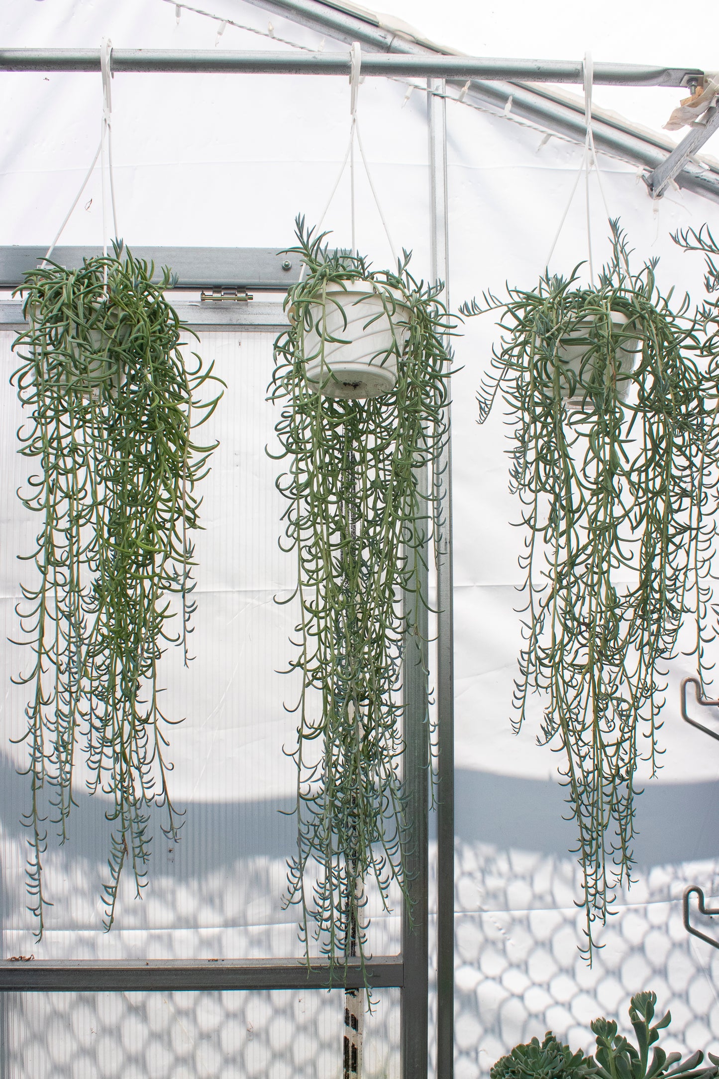 String of Fish Hooks - Hanging Basket