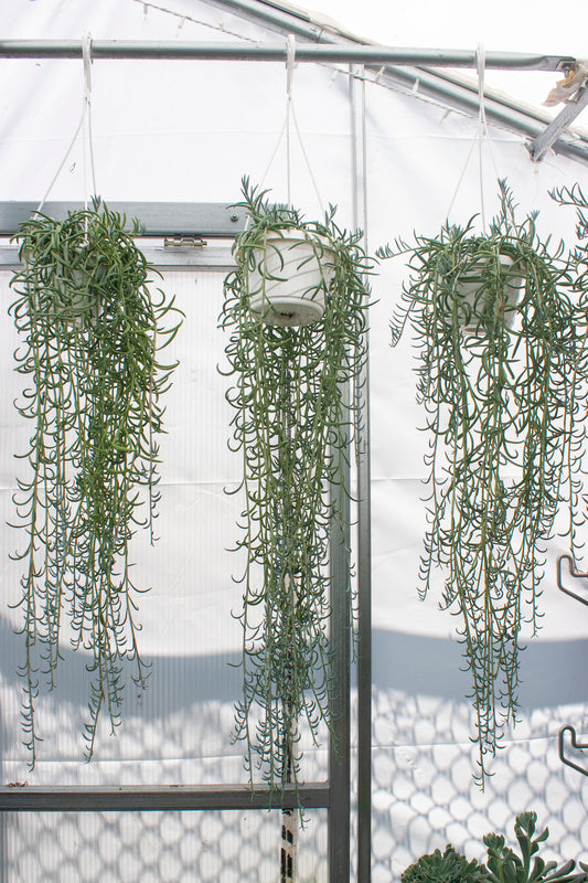 String of Fish Hooks - Hanging Basket