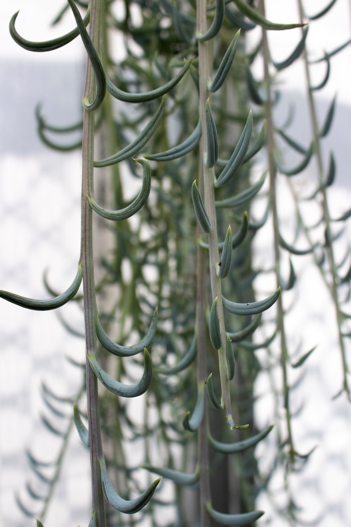 String of Fish Hooks - Hanging Basket