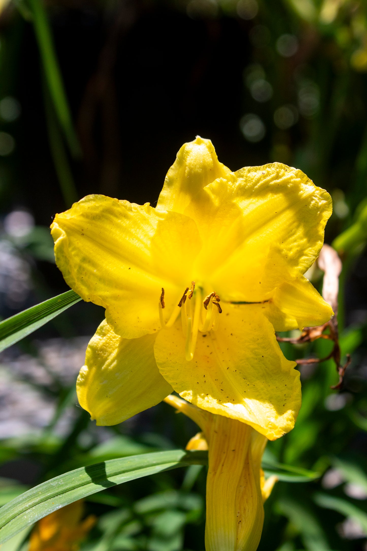 Daylily