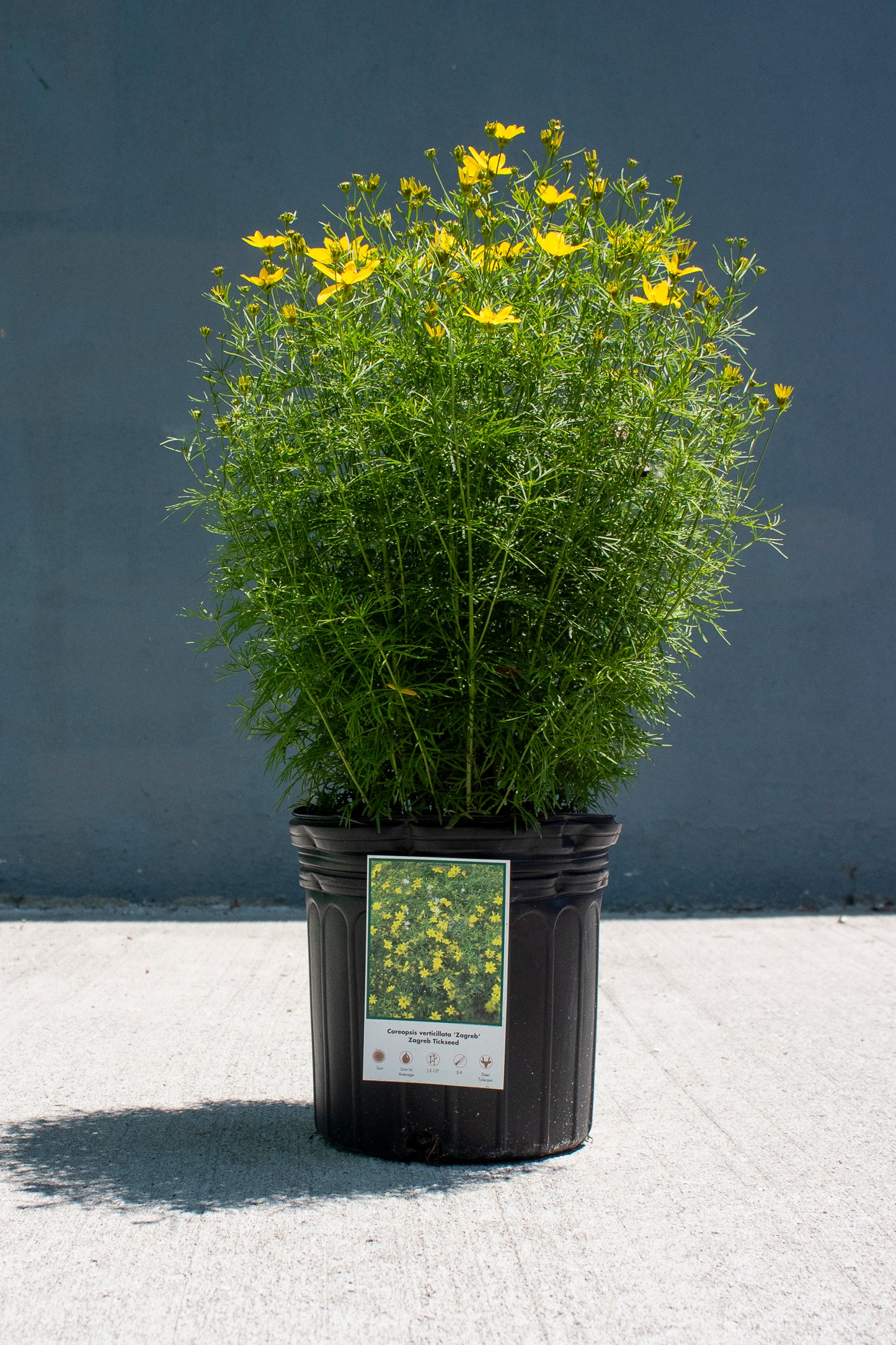 Threadleaf Coreopsis
