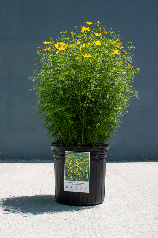 Threadleaf Coreopsis
