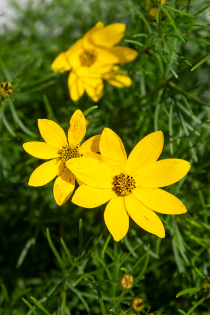 Threadleaf Coreopsis