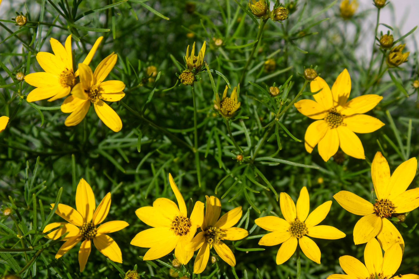 Threadleaf Coreopsis