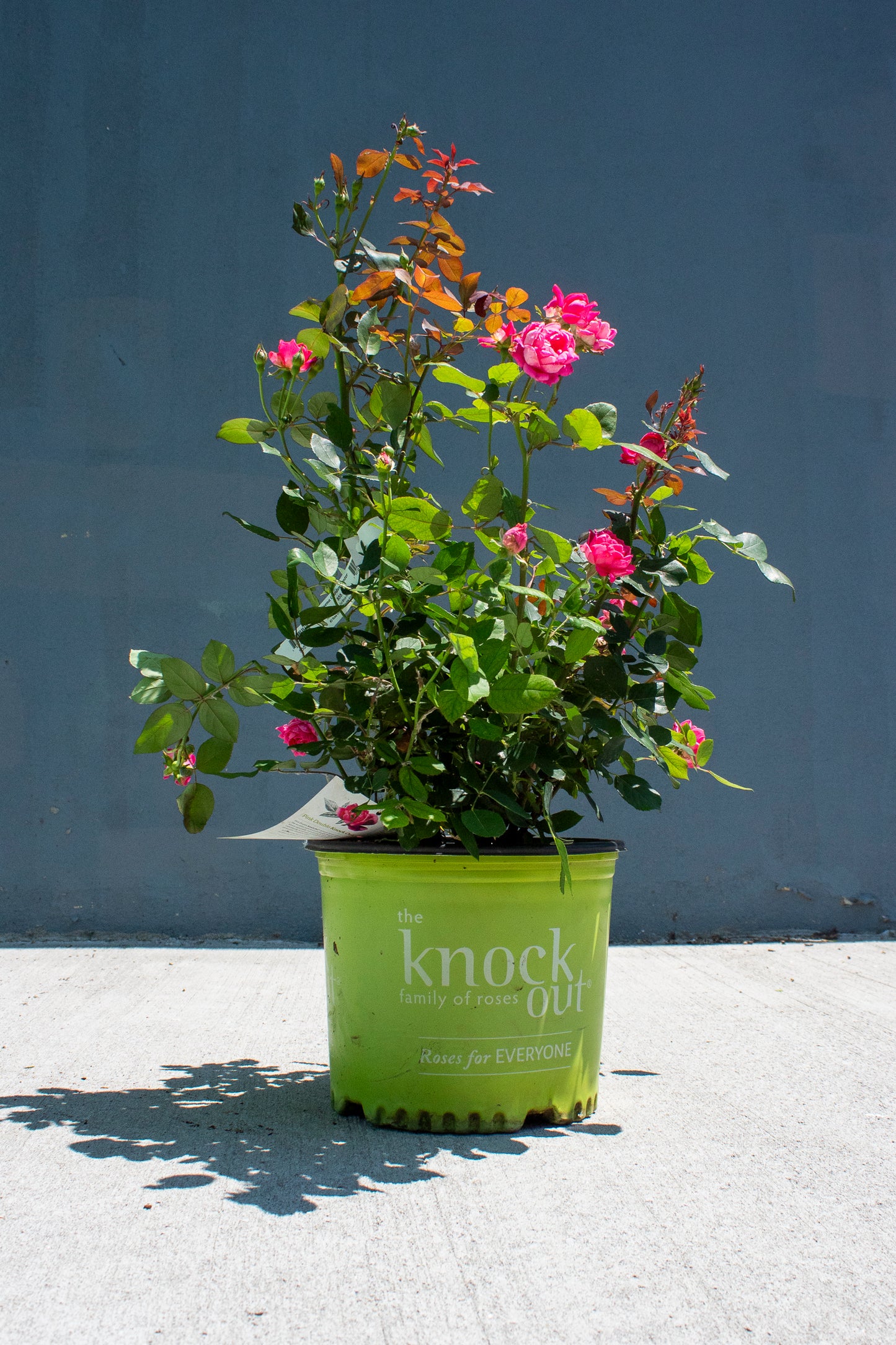 Rose Shrub - Knockout