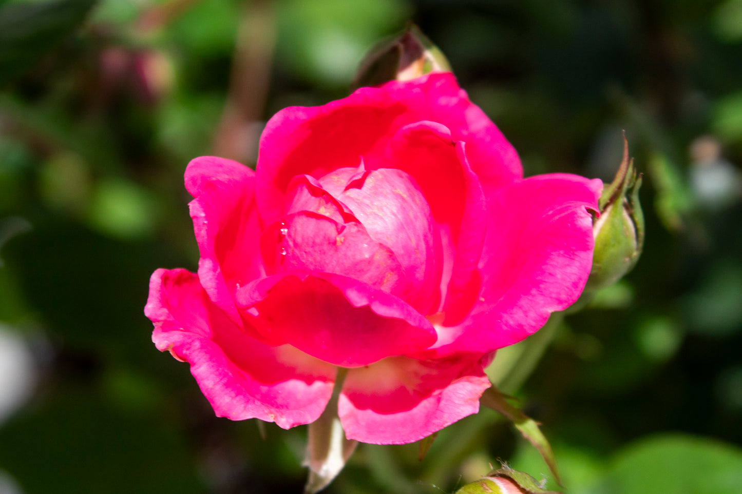 Rose Shrub - Knockout