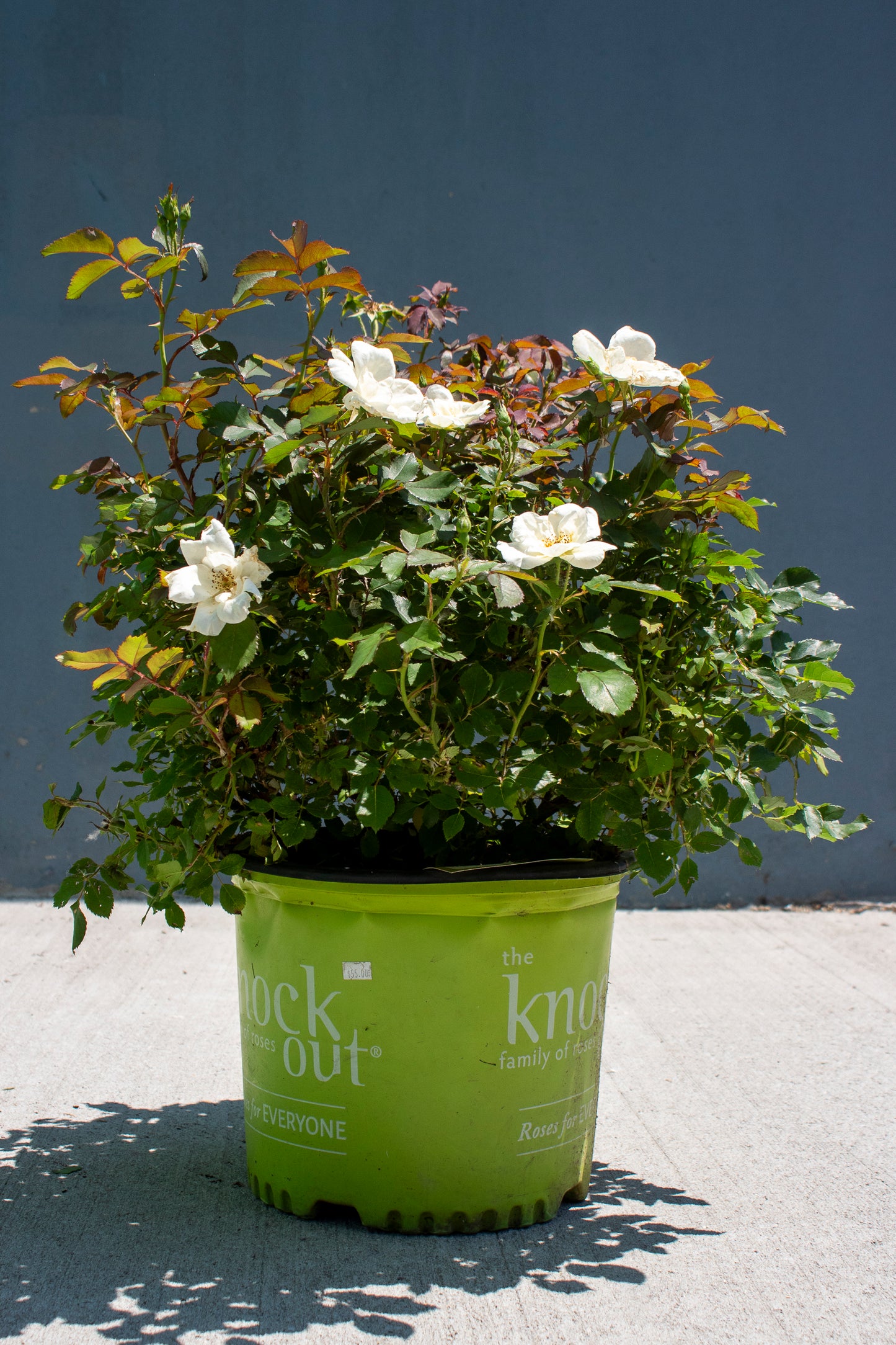 Rose Shrub - Knockout