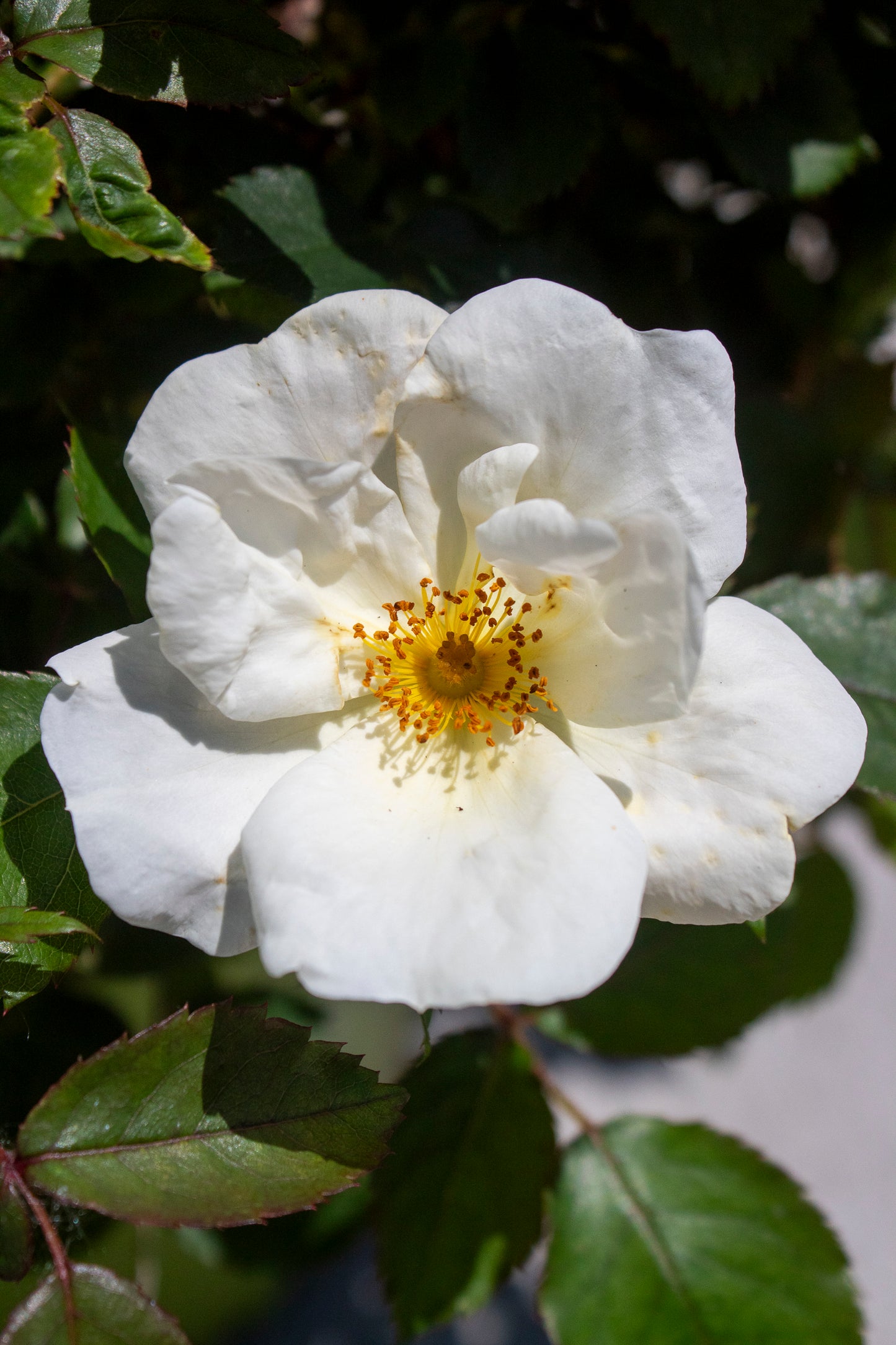 Rose Shrub - Knockout