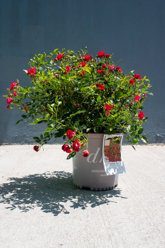 Rose Shrub - Drift