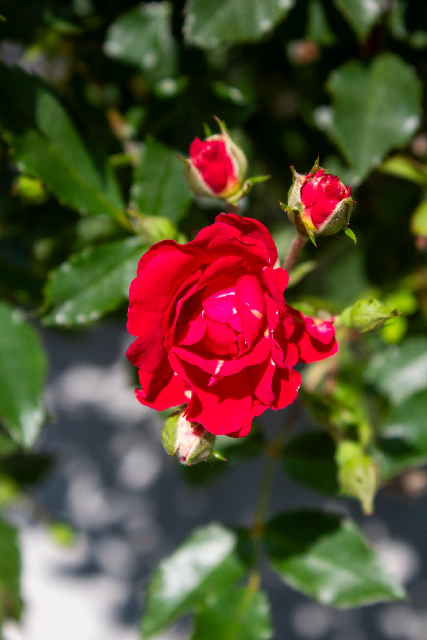 Rose Shrub - Drift