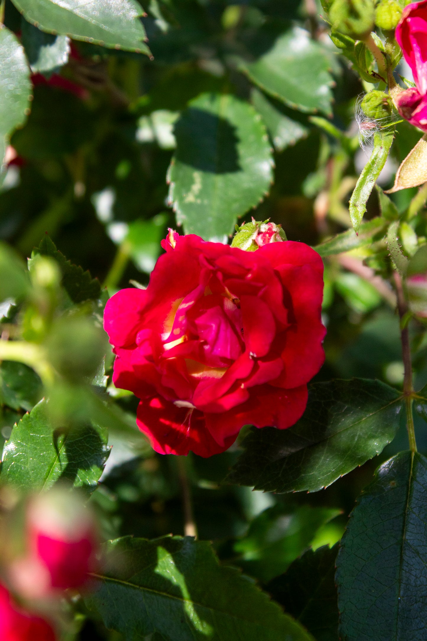 Rose Shrub - Drift